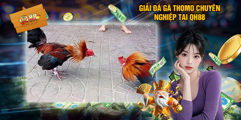 Đá Gà Thomo QH88 – Sân Chơi Kịch Tính Cho Người Mê Chọi Kê 1 Giải đá gà thomo chuyên nghiệp tại QH88